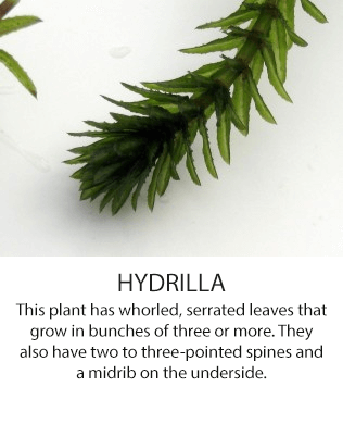 hydrilla