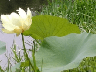 American Lotus