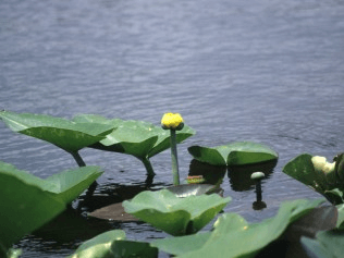 Spatterdock