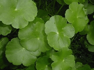 Water Pennywort