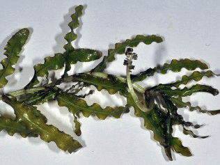 Curly Leaf Pondweed