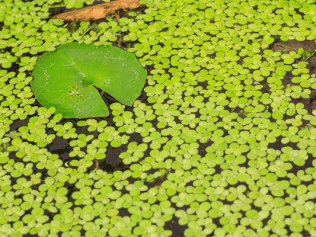 Duckweed